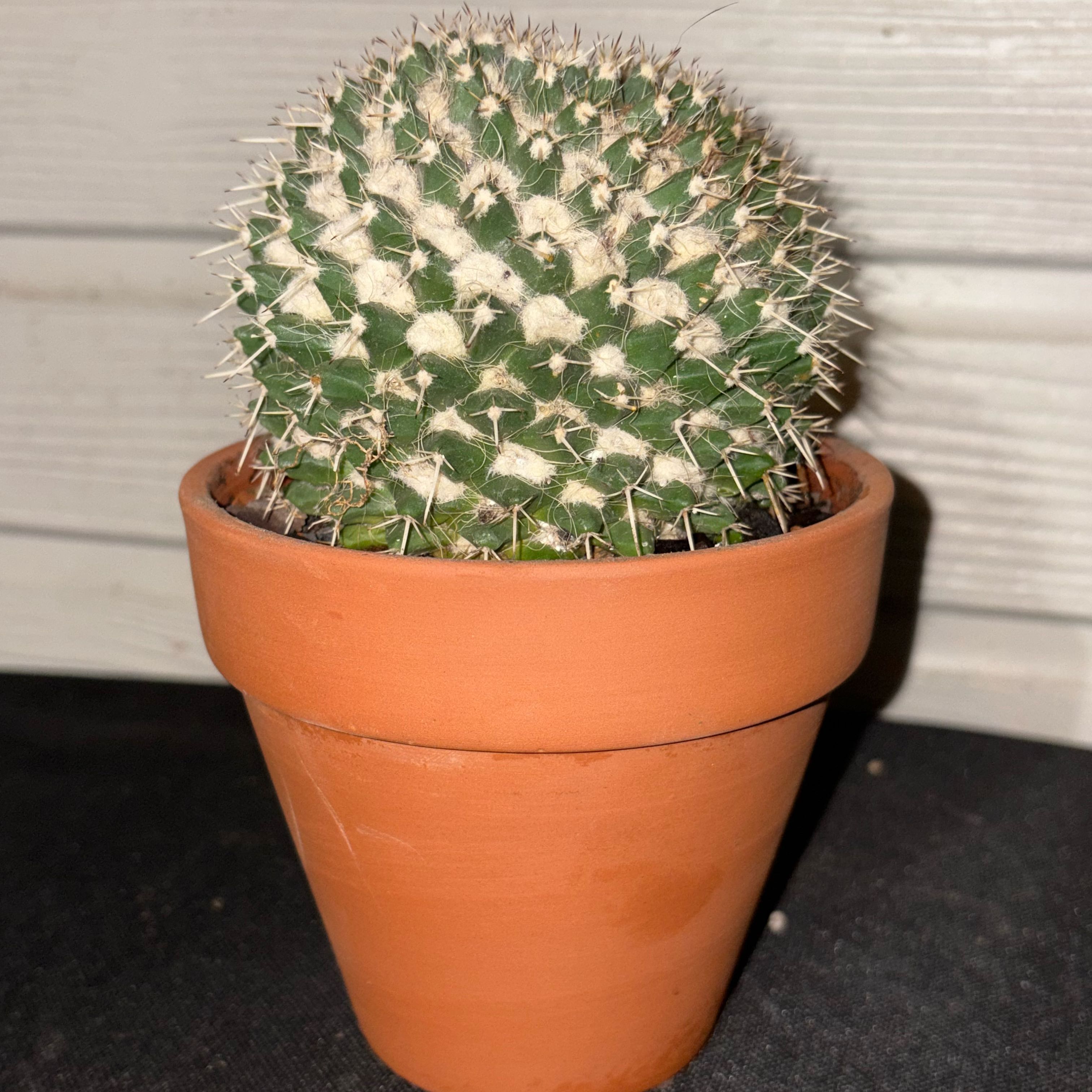Photo of the plant species Variegated Silver Arrows Cactus by @Fireball600 named Shakira on Greg, the plant care app