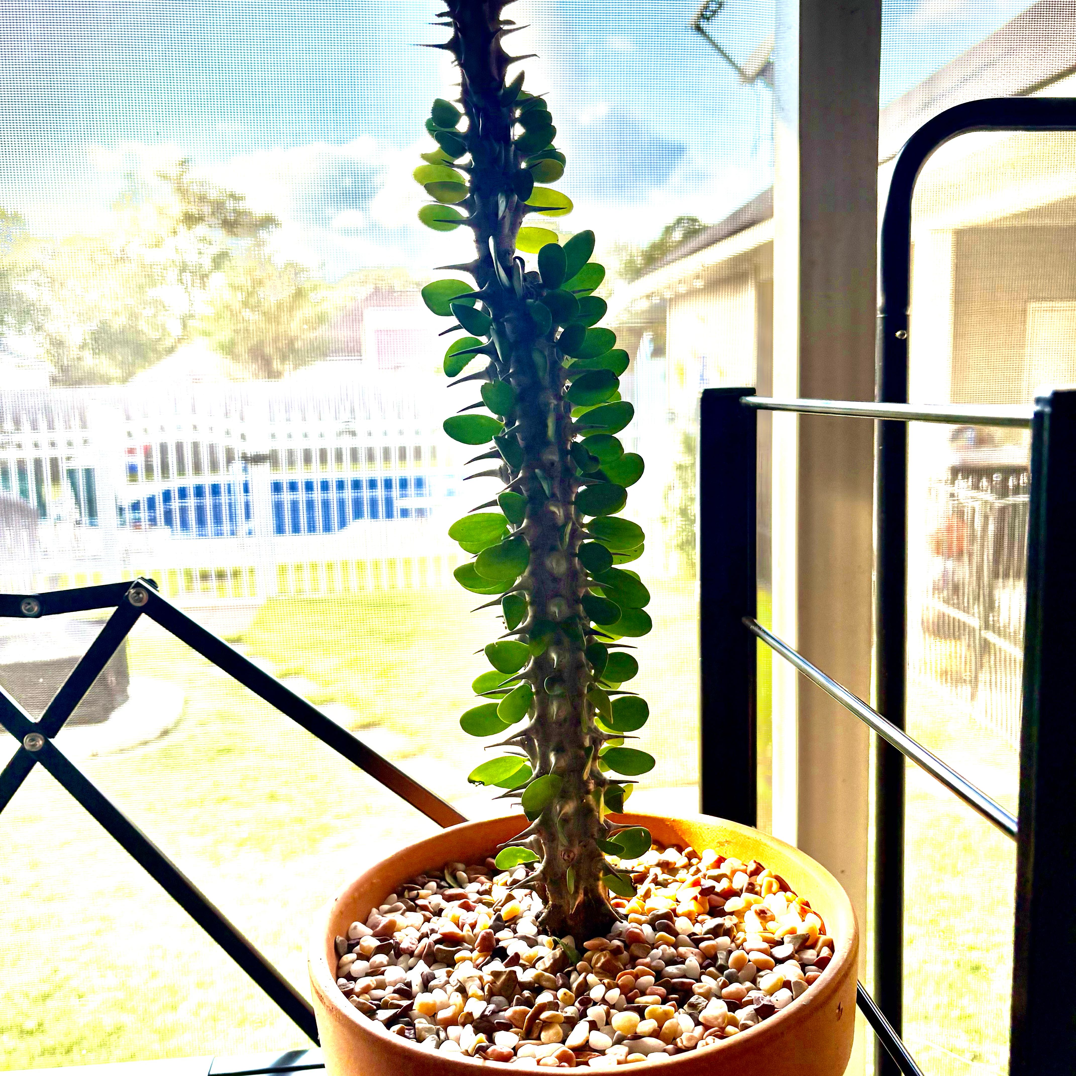Photo of the plant species Madagascar Ocotillo by @Fireball600 named Einstein on Greg, the plant care app