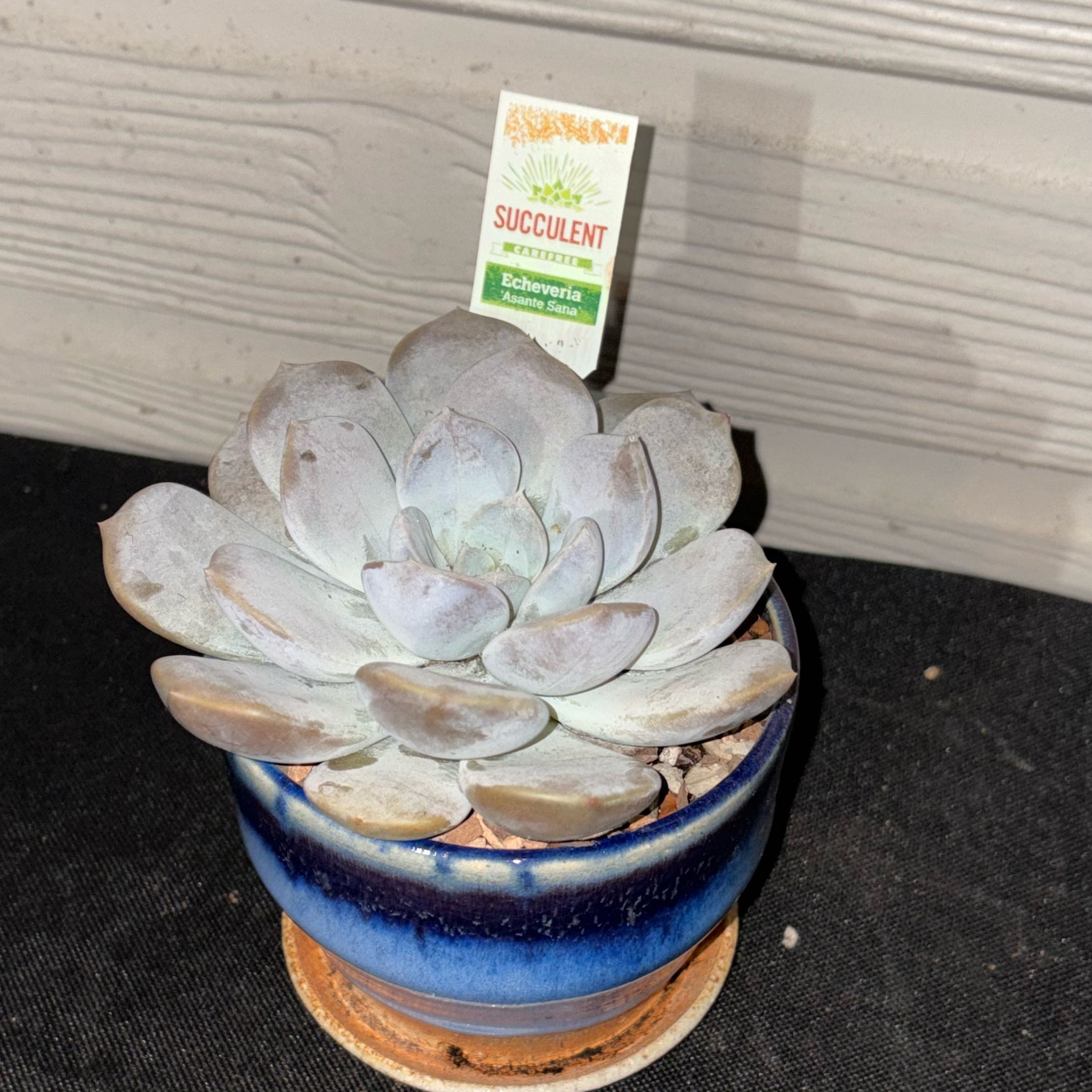 Photo of the plant species Echeveria 'Snow Bunny' by @Fireball600 named Bella on Greg, the plant care app