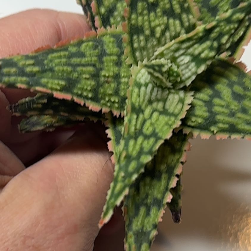 Photo of the plant species Aloe 'Firecracker' by @Fireball600 named Xena on Greg, the plant care app