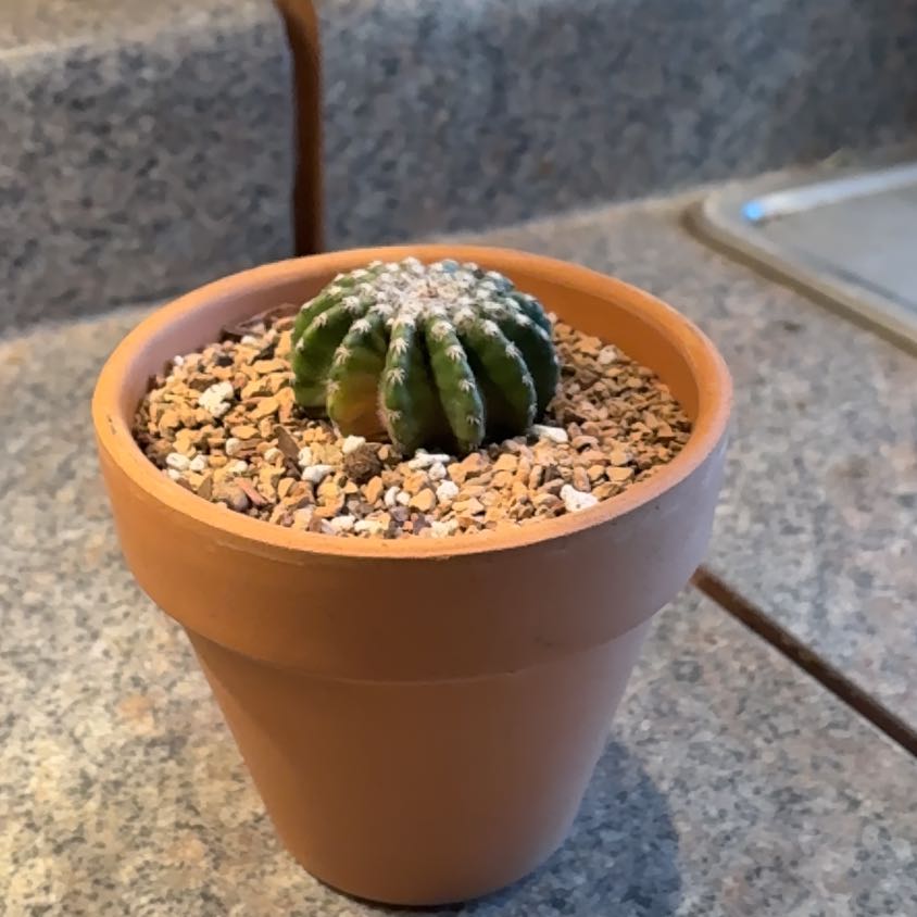 Photo of the plant species Horst's Discocactus by @Fireball600 named Mochi on Greg, the plant care app