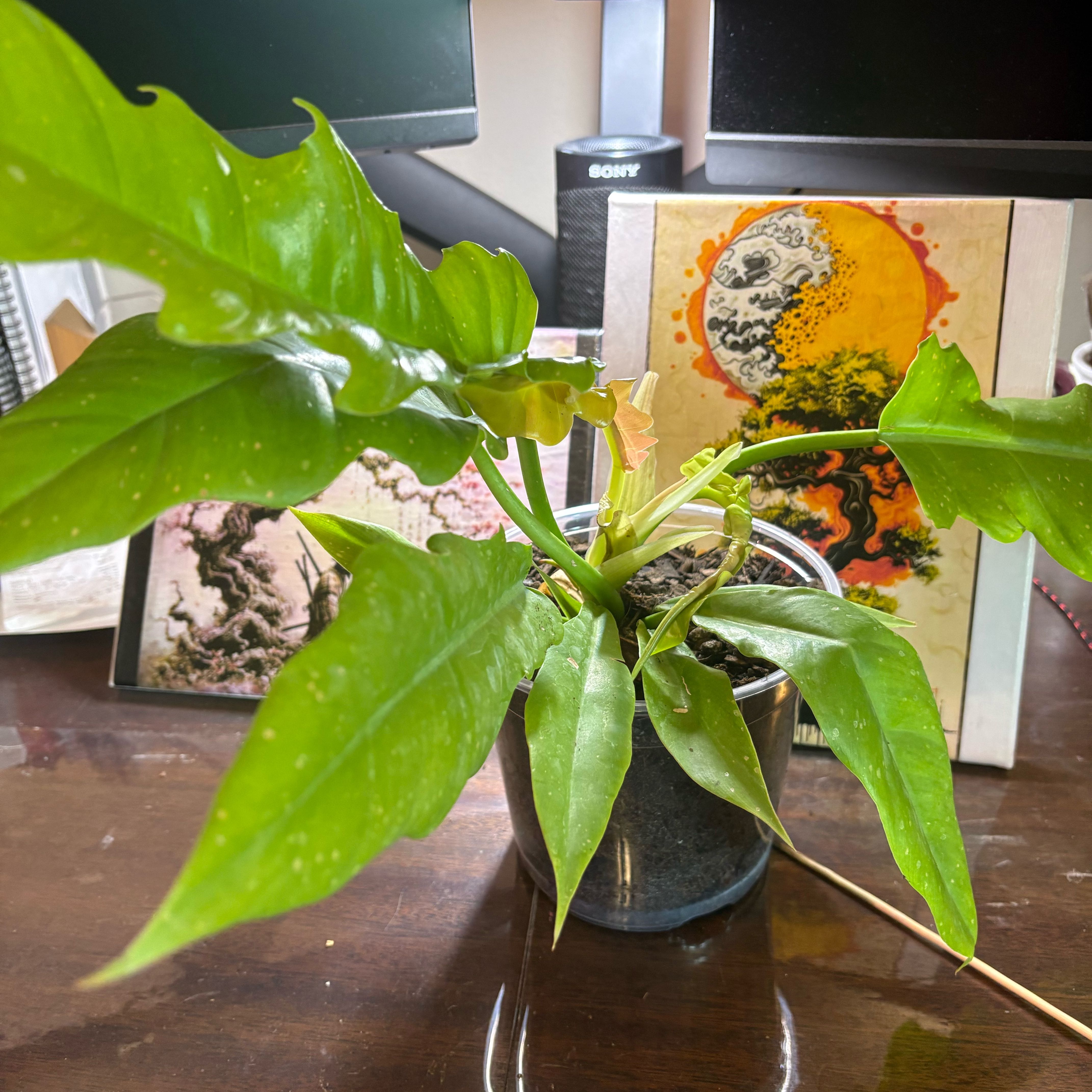 Photo of the plant species Philodendron crocodile by @Fireball600 named Mando on Greg, the plant care app