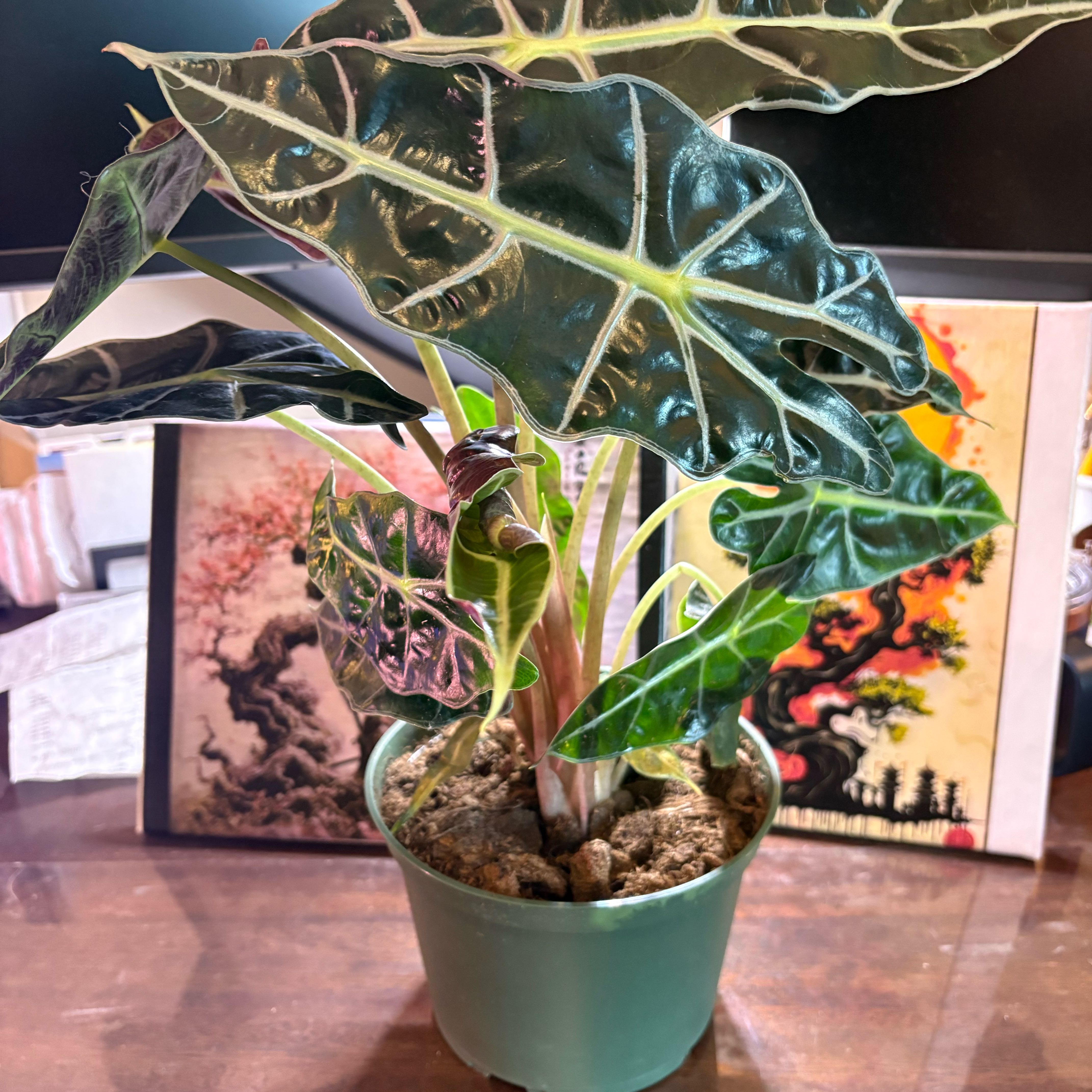 Photo of the plant species Alocasia by @Fireball600 named Osmo on Greg, the plant care app