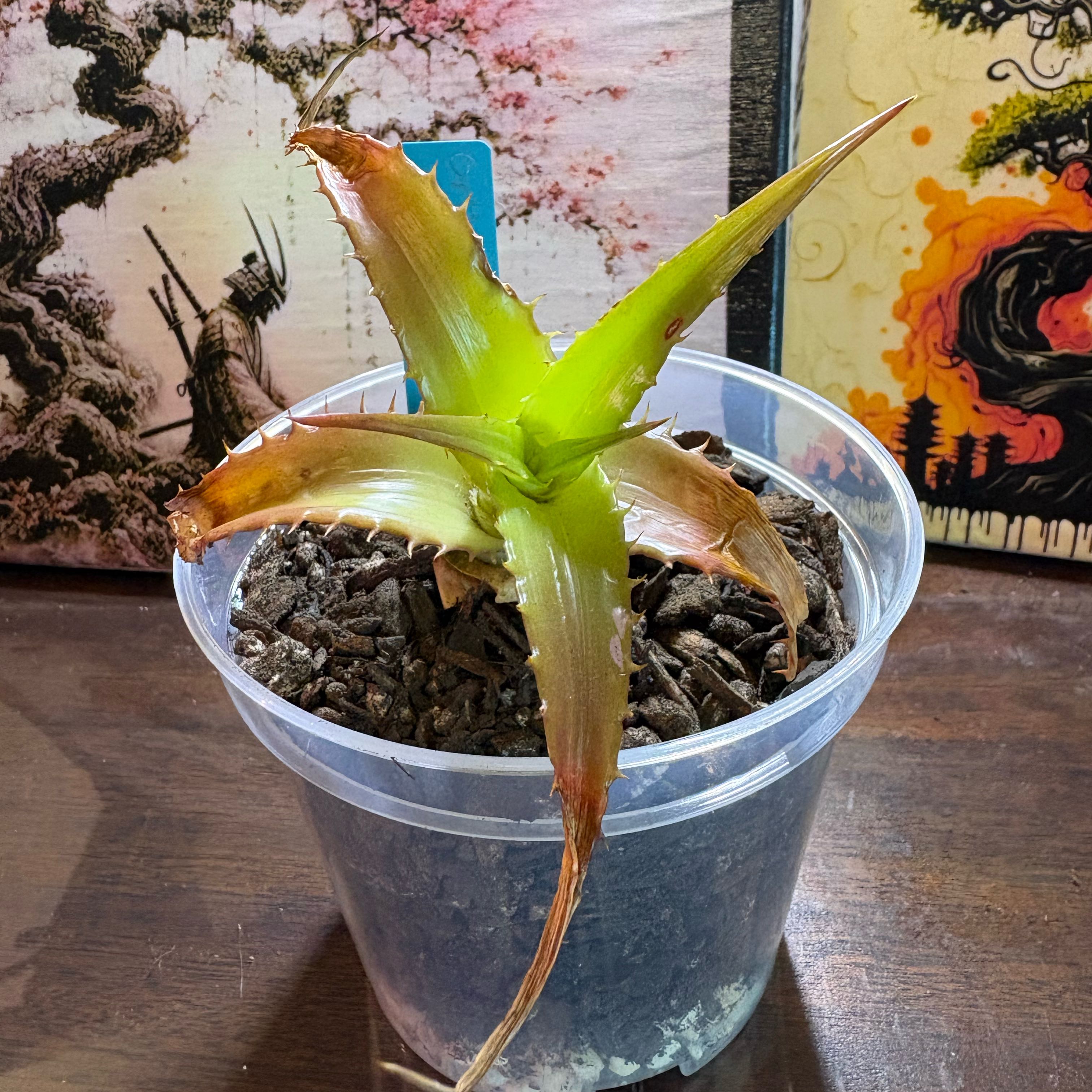 Photo of the plant species Orthophytum by @Fireball600 named Orthophytum Glabrum on Greg, the plant care app