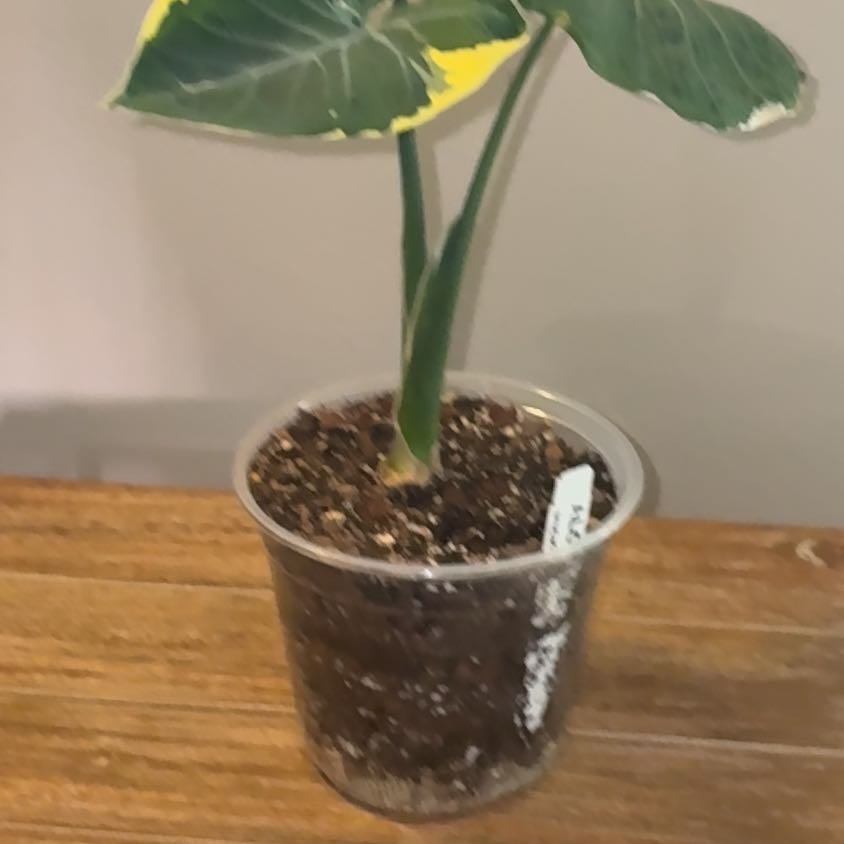 Photo of the plant species Mickey Mouse Taro by @Fireball600 named Marley on Greg, the plant care app