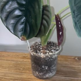 Photo of the plant species Red Secret by @Fireball600 named Apollo on Greg, the plant care app