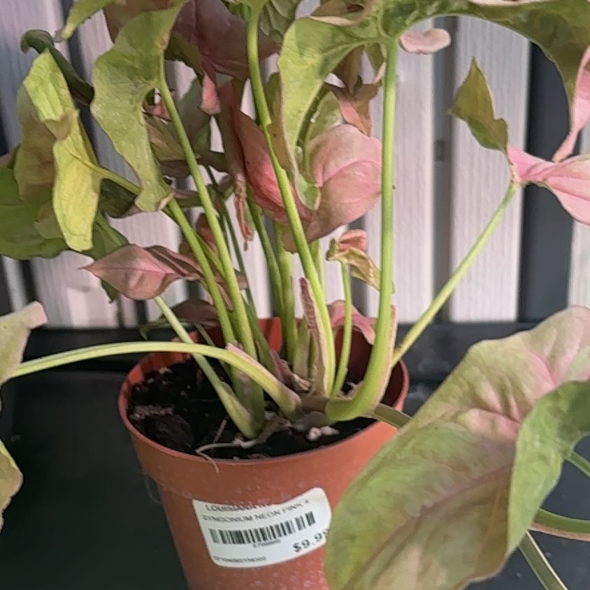 Photo of the plant species Neon Pink Arrowhead Plant by @Fireball600 named Stella on Greg, the plant care app