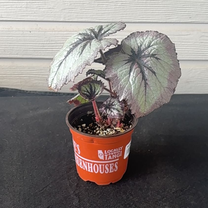Photo of the plant species Harmony's Fire Woman Begonia by @Fireball600 named Lebron on Greg, the plant care app