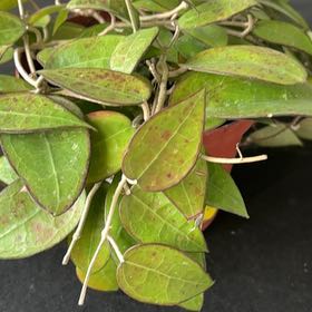 Photo of the plant species Hoya sipitangensis by @Fireball600 named Coco on Greg, the plant care app