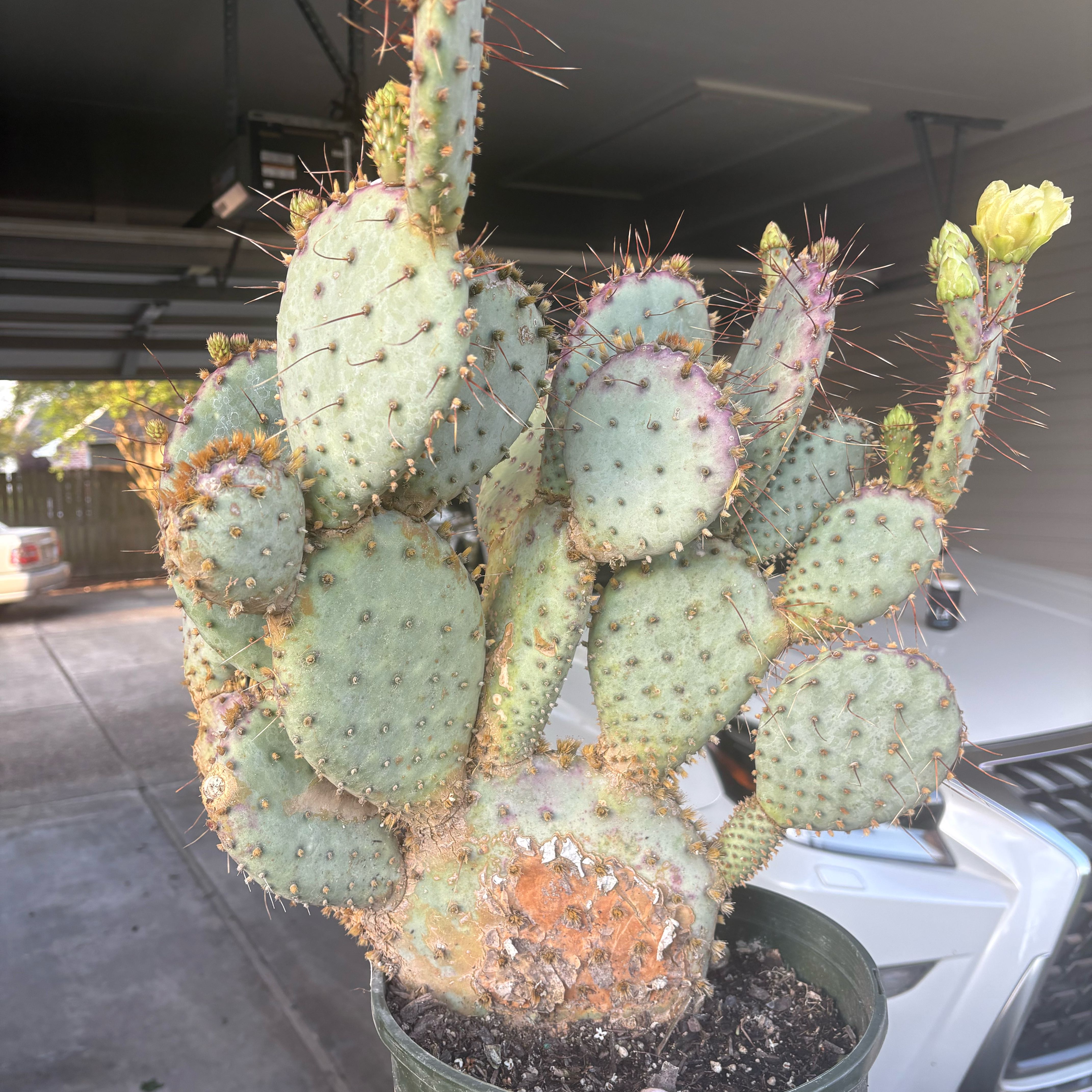 Photo of the plant species Purple Prickly Pear by @Fireball600 named Bieber on Greg, the plant care app