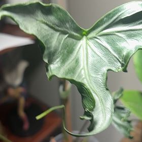 Photo of the plant species Alocasia 'Teletubbies' by @Fireball600 named Gaga on Greg, the plant care app