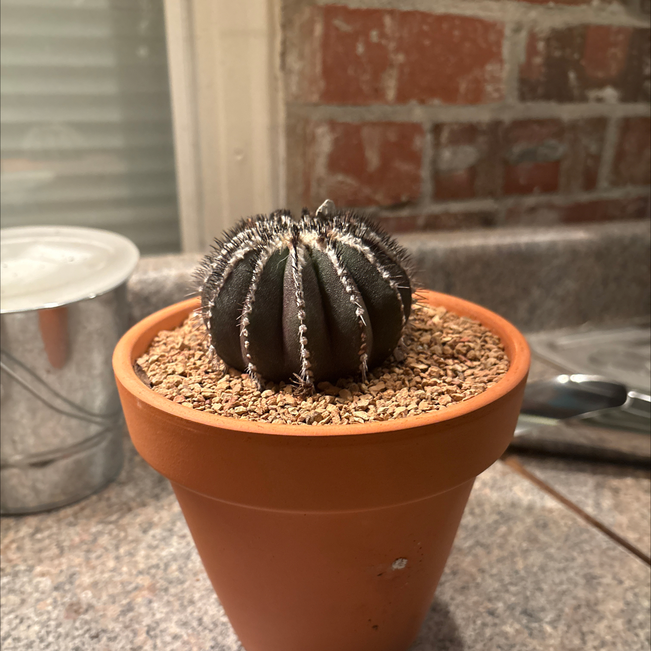 Photo of the plant species Buining's Uebelmannia by @Fireball600 named Girlfrond on Greg, the plant care app