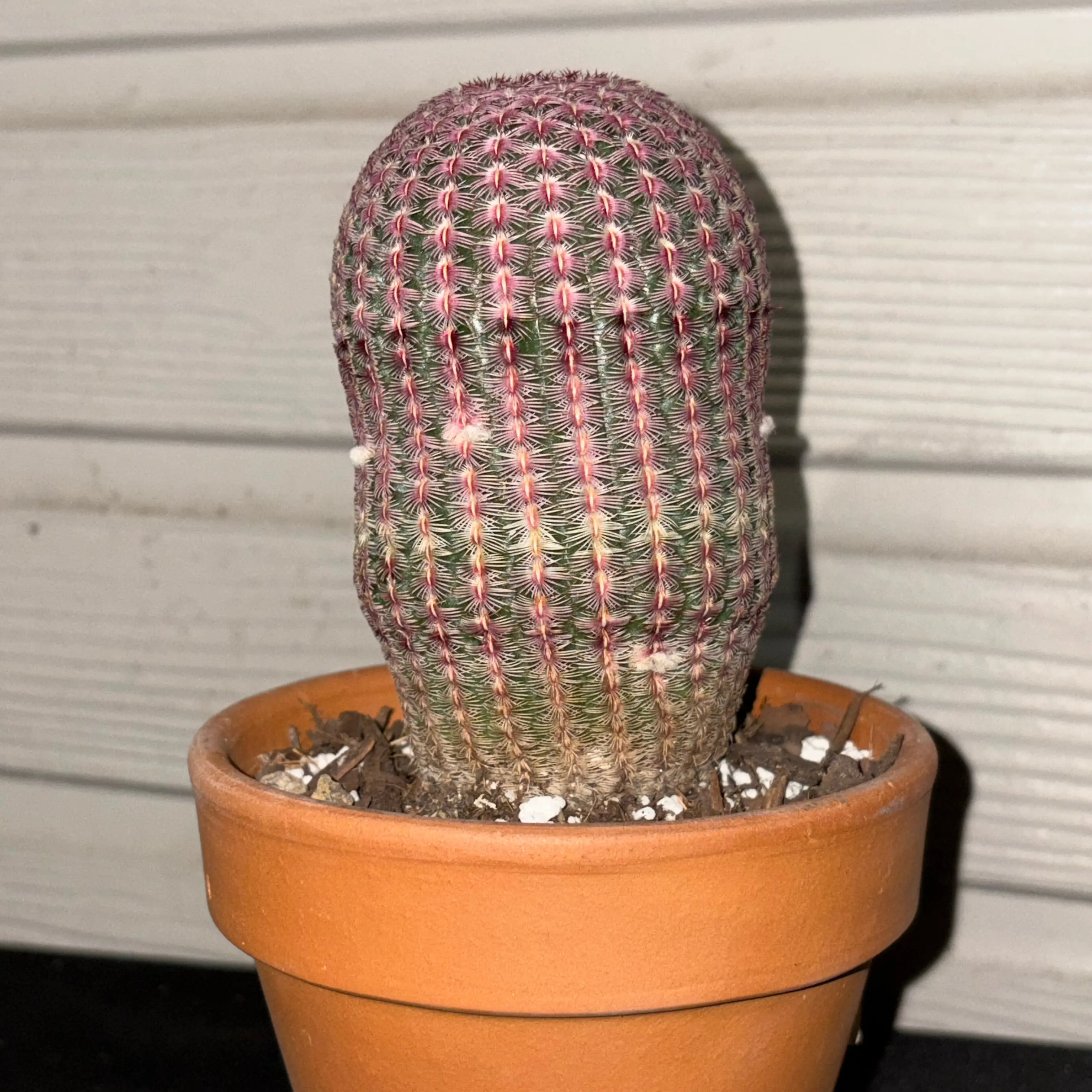 Photo of the plant species Rainbow Cactus by @Fireball600 named Winston on Greg, the plant care app