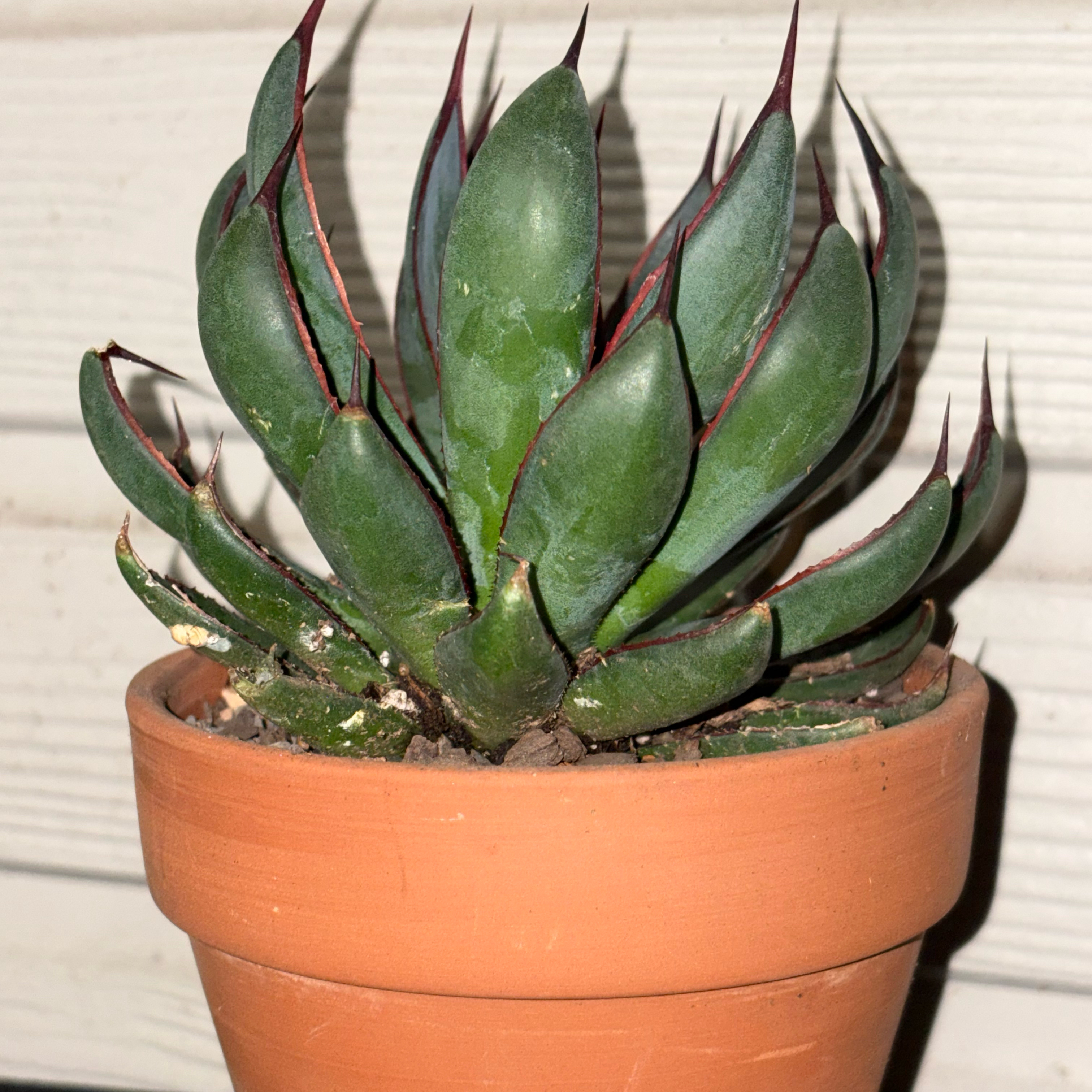 Photo of the plant species Praying Hands Mangave by @Fireball600 named Aria on Greg, the plant care app