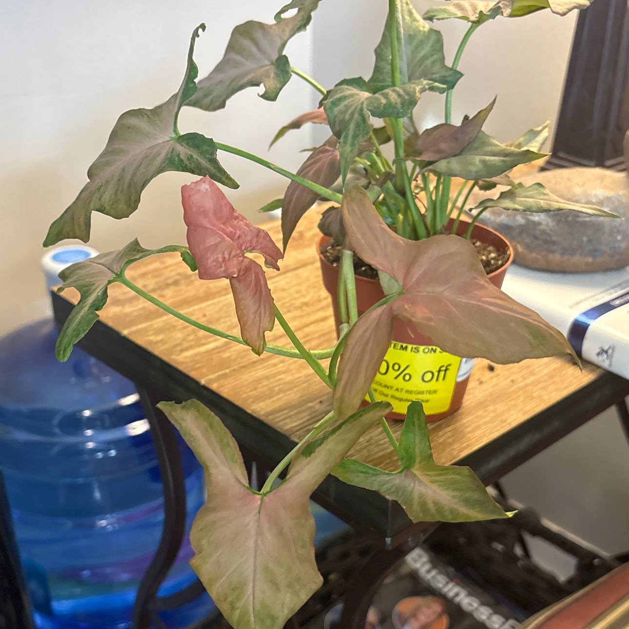 Photo of the plant species syngonium strawberry milk by @Fireball600 named Remington on Greg, the plant care app