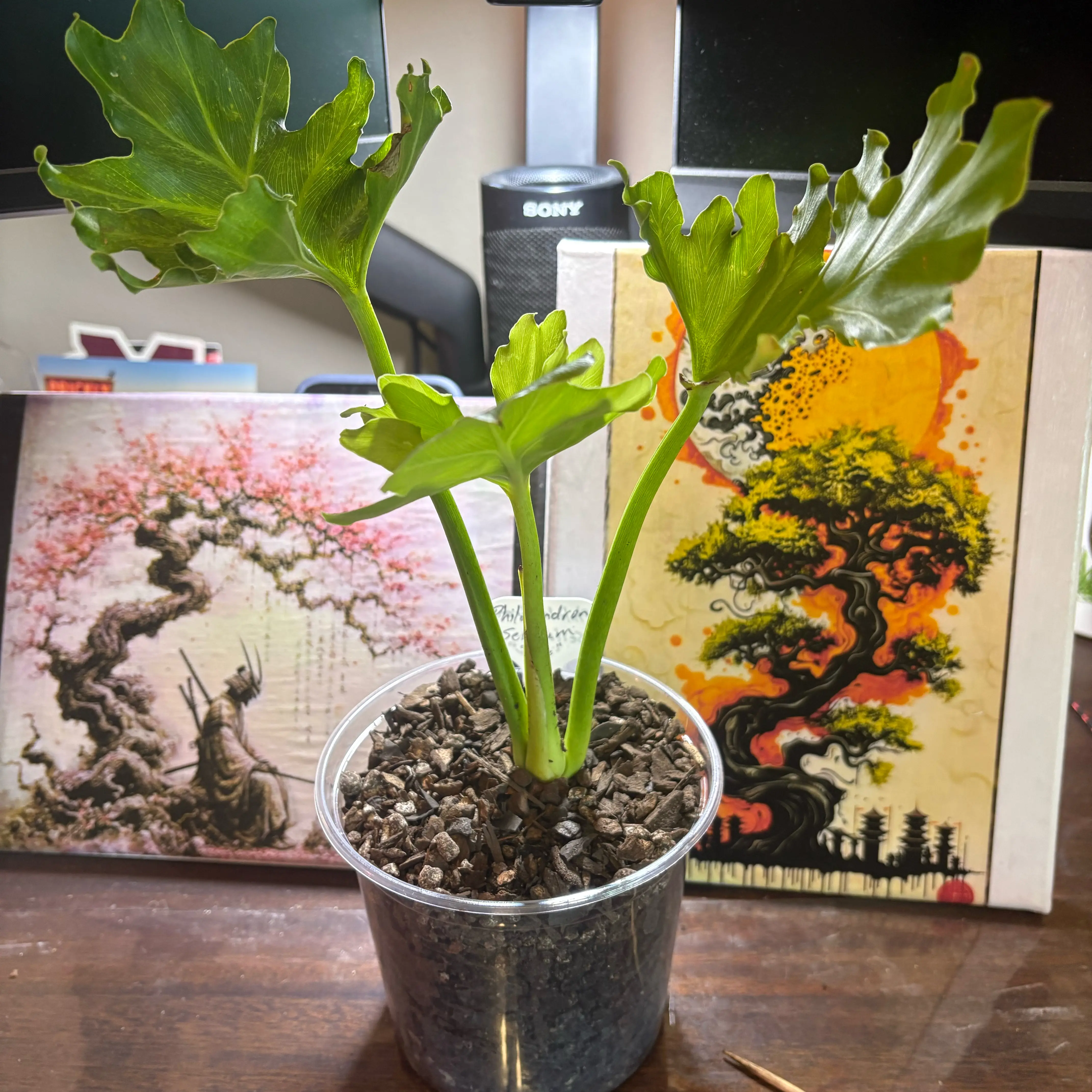Photo of the plant species Hope Plant by @Fireball600 named Planty on Greg, the plant care app