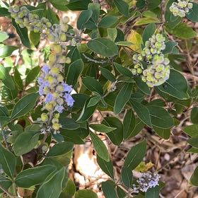 Photo of the plant species Vitex 'Flip Side' by @MerryBlueoak54 named Sproutacus on Greg, the plant care app