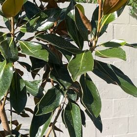 Photo of the plant species Little Gem Magnolia by @MerryBlueoak54 named Maggi TV TV on Greg, the plant care app