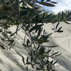 Photo of the plant species Frantoio Olive by @MerryBlueoak54 named Olive on Greg, the plant care app