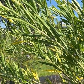 Photo of the plant species Gomphocarpus Physocarpus by @MerryBlueoak54 named Mochi on Greg, the plant care app