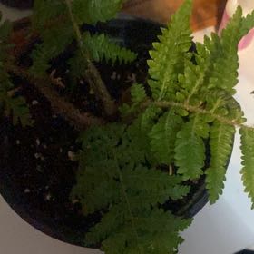 Photo of the plant species Eastern Hayscented Fern by @PoshDuwei57 named Beckham on Greg, the plant care app