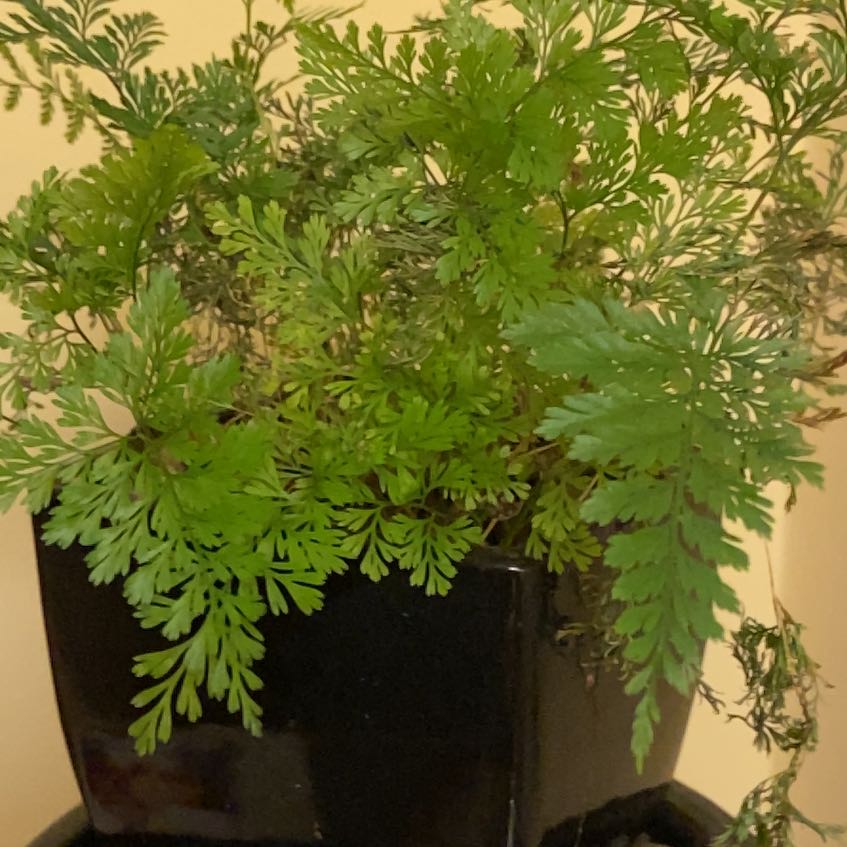 Photo of the plant species Carrot Fern by @NurseTreeivy56 named Girlfrond on Greg, the plant care app