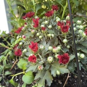 Photo of the plant species Carnation Clover by @Mereloho named Sir Plancelot on Greg, the plant care app