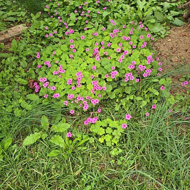 Photo of the plant species Jointed Woodsorrel by @CuteBacopa88 named Kylie on Greg, the plant care app