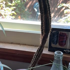 Photo of the plant species Arizona Queen-of-the-Night by @YesGinkotree65 named Doja Cat on Greg, the plant care app