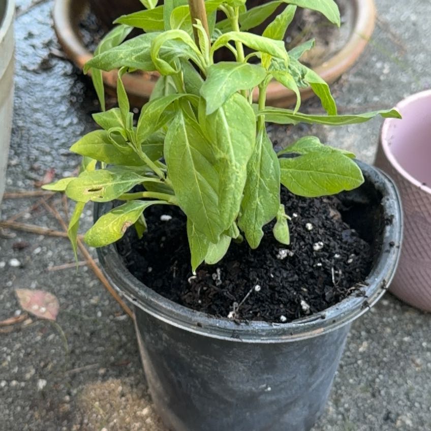 Photo of the plant species Silky Red Milkweed by @FitZinnia34 named Beckham on Greg, the plant care app