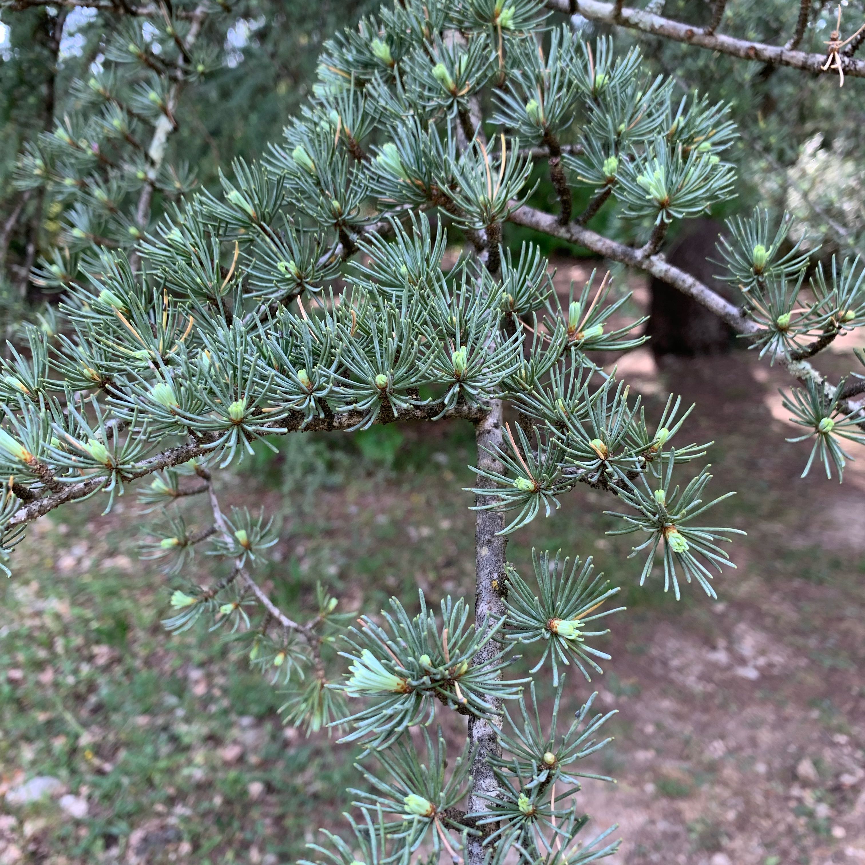 Photo of the plant species Atlas Cedar by @MatureRedpine named Einstein on Greg, the plant care app