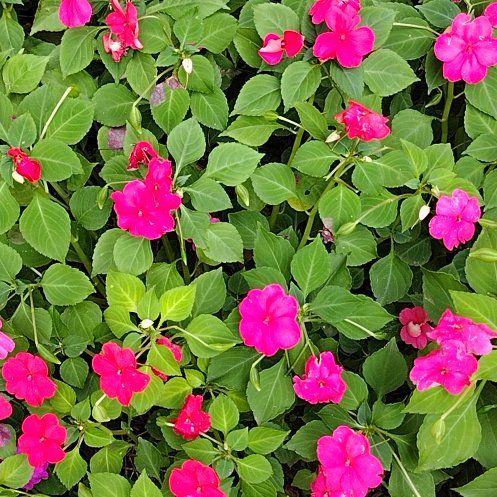 Photo of the plant species Impatiens by @PetCatbrier13 named Willow on Greg, the plant care app