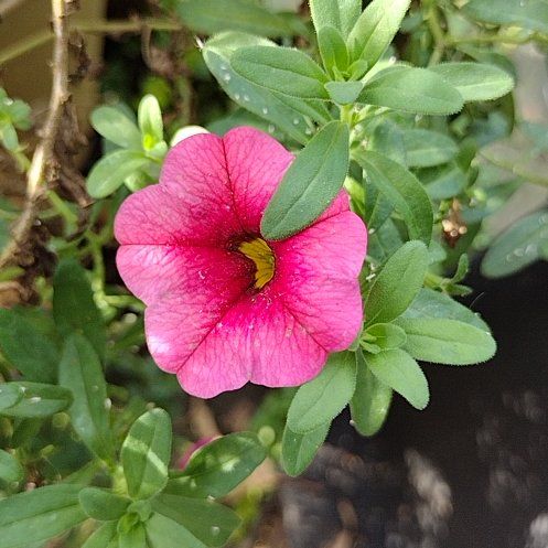 Photo of the plant species Wave Petunia by @PetCatbrier13 named Rihanna on Greg, the plant care app