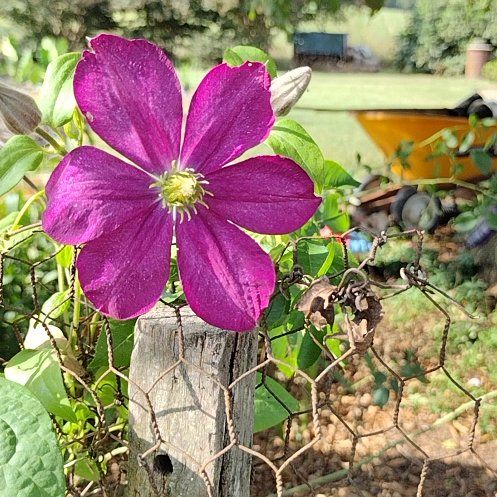 Photo of the plant species Clematis by @PetCatbrier13 named Zeus on Greg, the plant care app