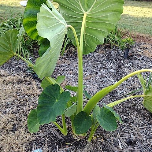Photo of the plant species Elephant Ears by @PetCatbrier13 named Ulysses S Plant on Greg, the plant care app