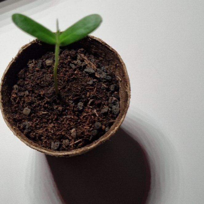 Photo of the plant species Lilac Virgilia by @AgelesslyJade98 named Peaches on Greg, the plant care app
