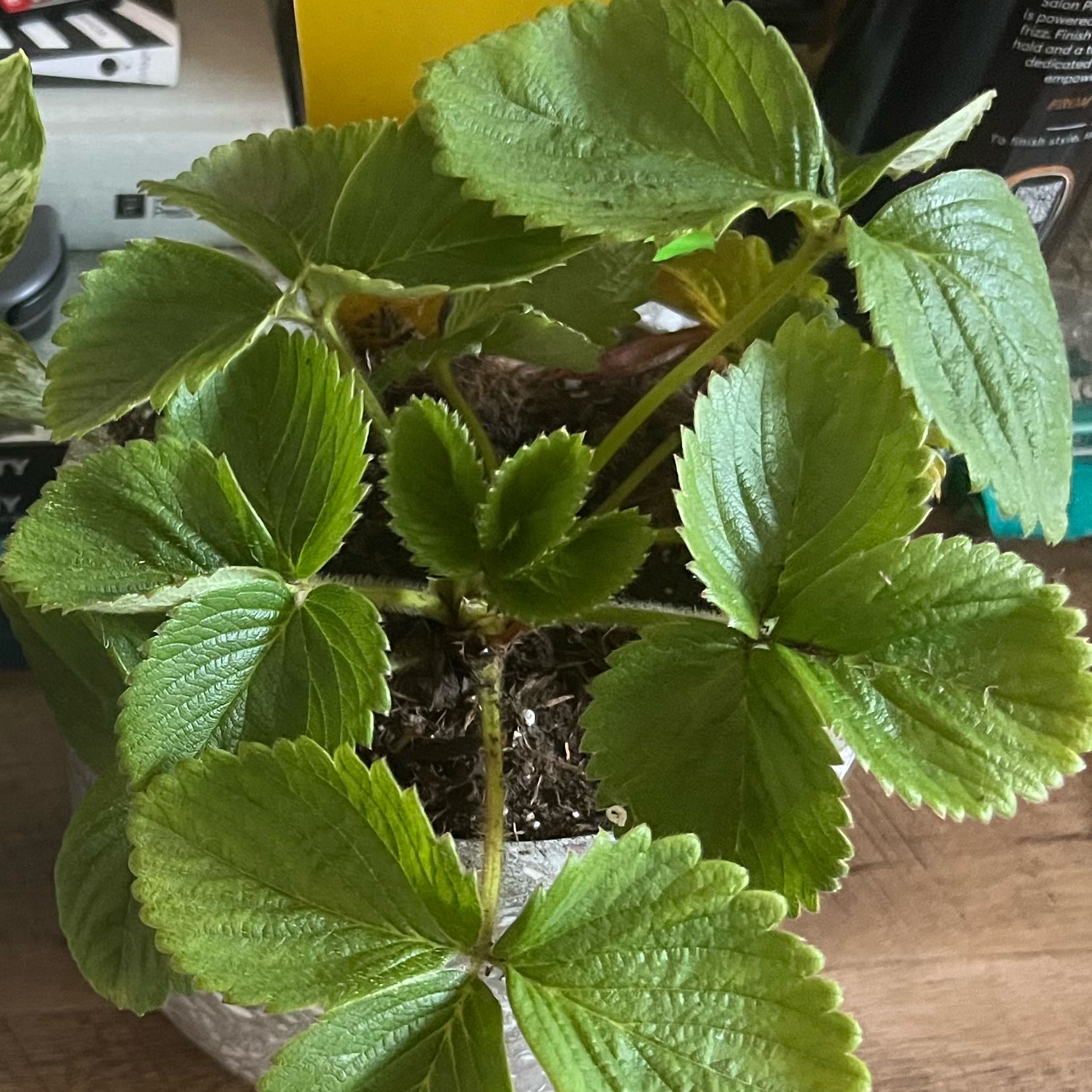 Photo of the plant species Eversweet Strawberry by @SleekFrithia41 named Marilyn on Greg, the plant care app