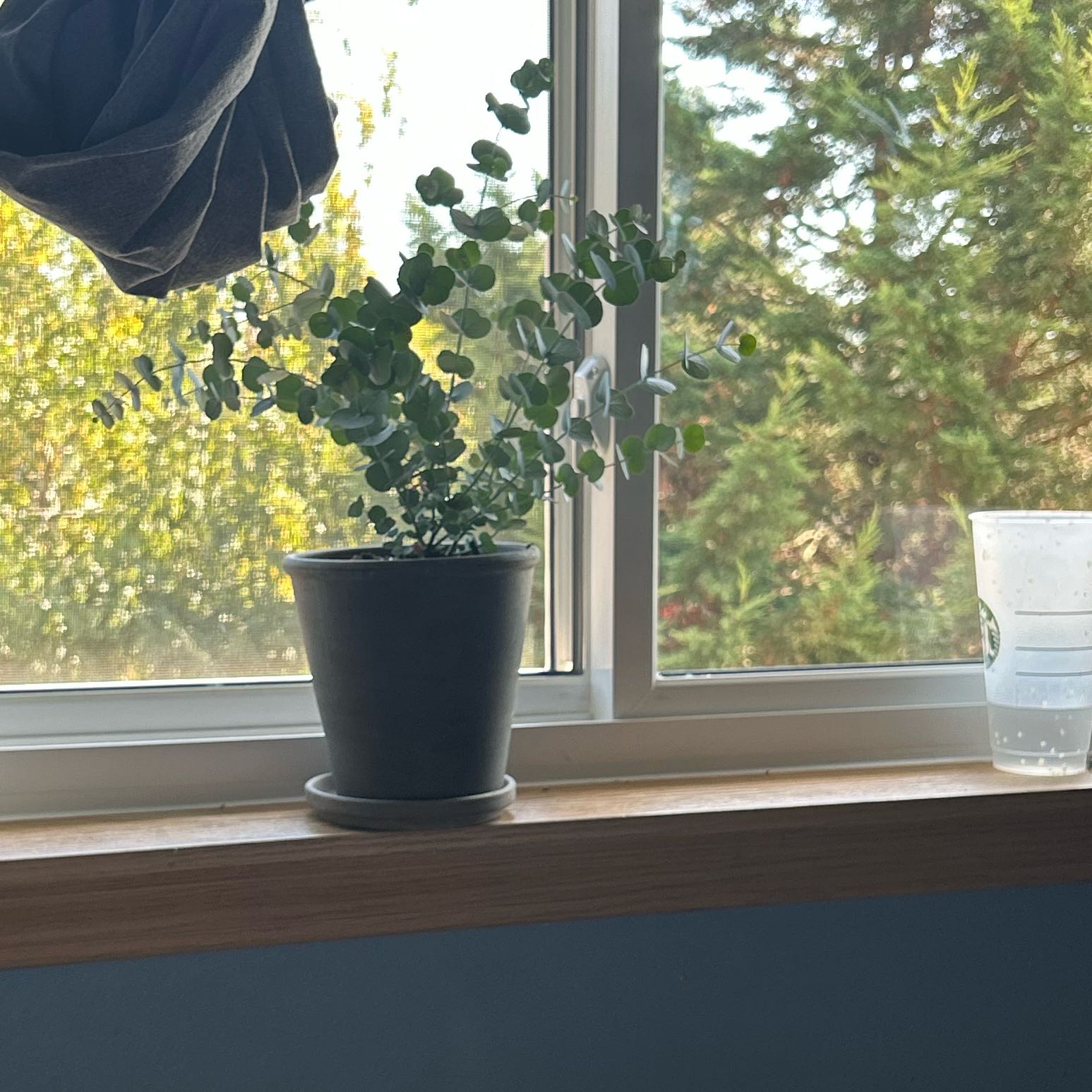 Photo of the plant species Silver Drop Eucalyptus by @SleekFrithia41 named Achilles on Greg, the plant care app