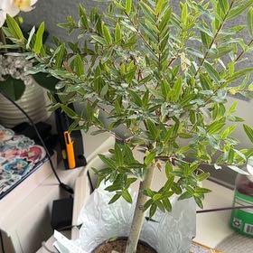Photo of the plant species Willow Pink Beauty by @HotPunanova88 named Nishi on Greg, the plant care app