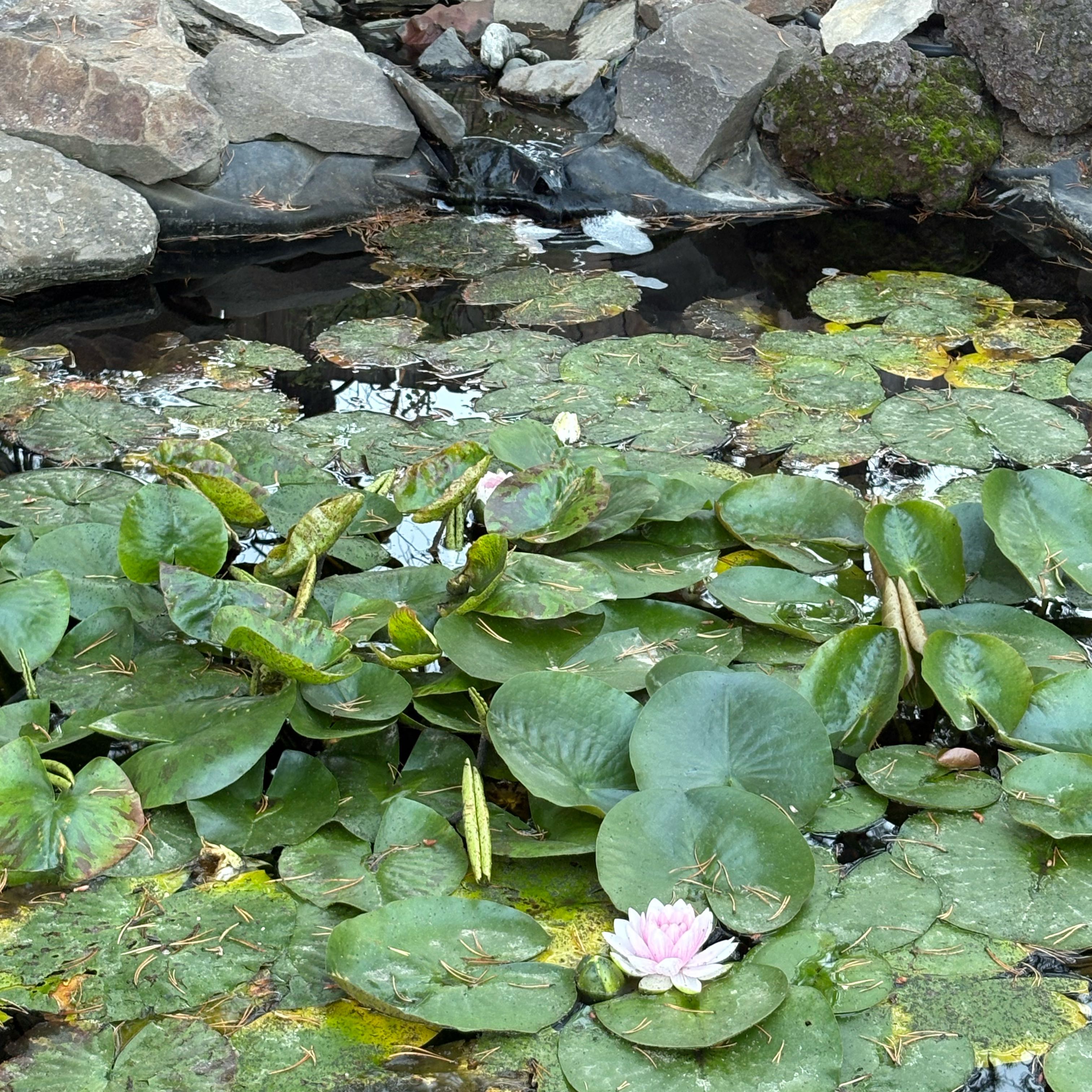 Photo of the plant species European White Waterlily by @FoxyCornbind73 named Mollie on Greg, the plant care app