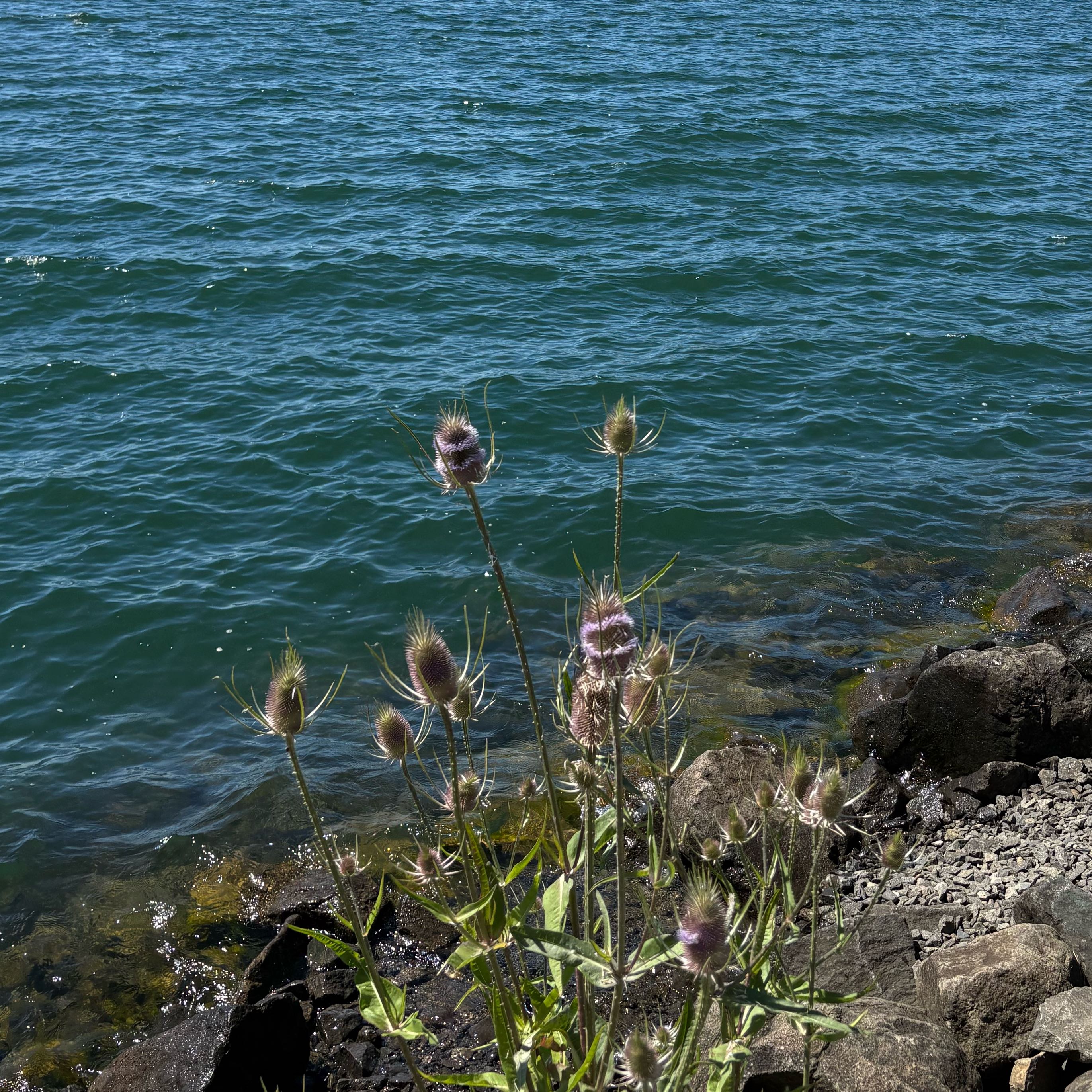 Photo of the plant species Common Teasel by @FoxyCornbind73 named Prince on Greg, the plant care app