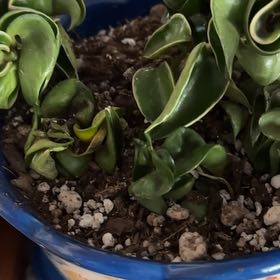 Photo of the plant species Hindu Rope Plant 'Regalis' by @SoigneSalsify69 named Robert Plant on Greg, the plant care app