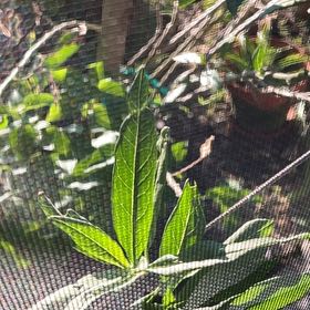 Photo of the plant species Florida Hopbush by @FunJellycup88 named Denali on Greg, the plant care app