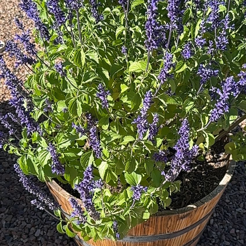Photo of the plant species Mystic Spires Salvia by @TopBuroak42 named Austen on Greg, the plant care app