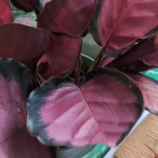 Photo of the plant species Calathea 'Pink Star' by @VipZelkova64 named Gobi on Greg, the plant care app