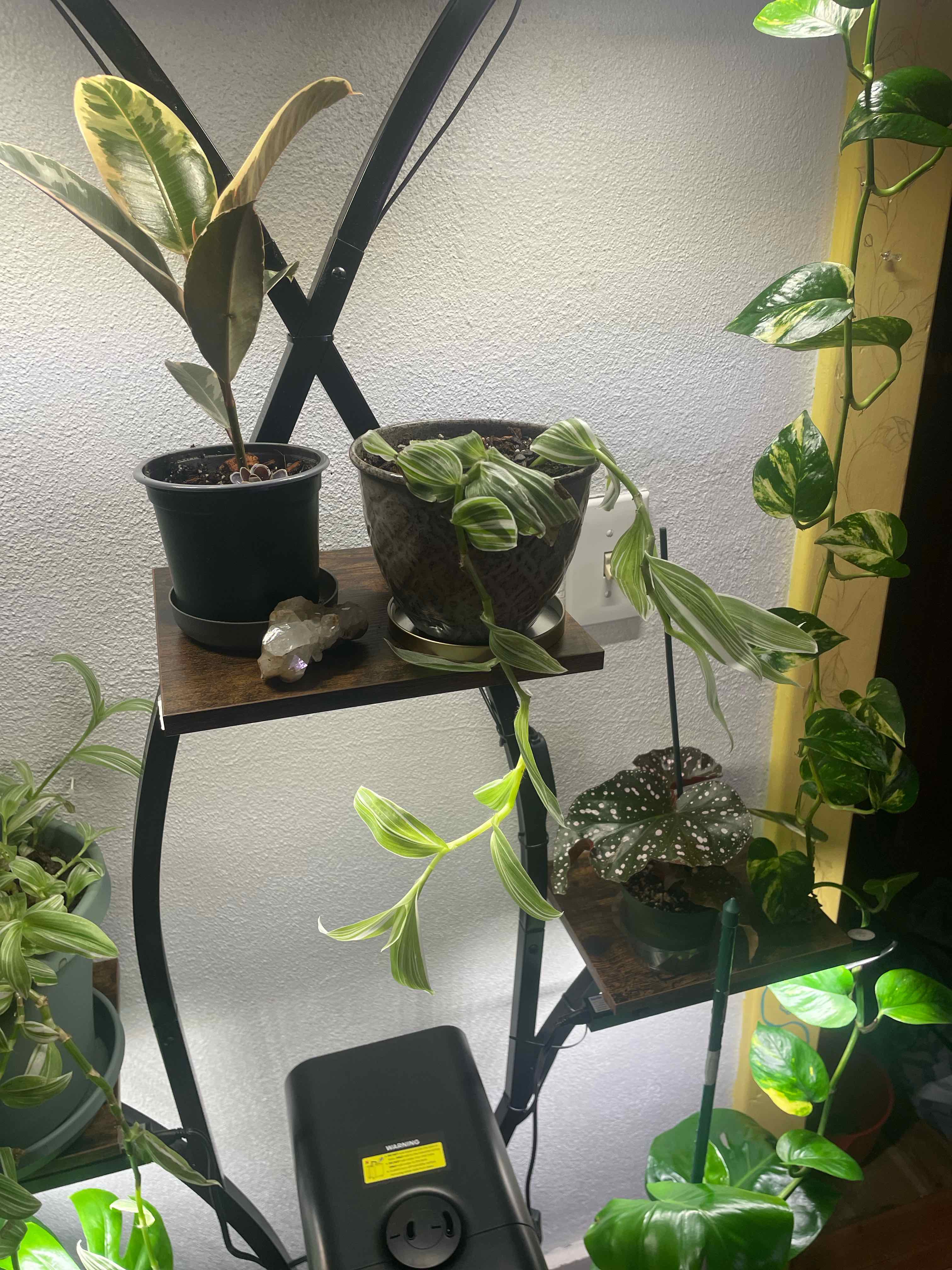 Photo of the plant species Pistachio White by @HipTanekaha9 named Stachie on Greg, the plant care app