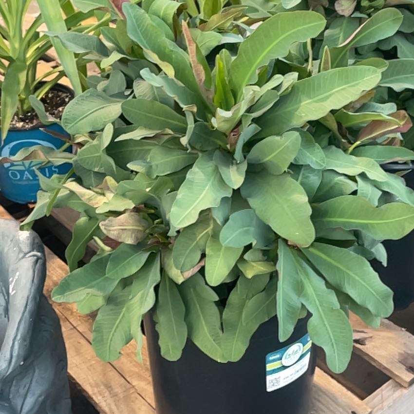 Photo of the plant species Yerba Mansa by @VividMistflower named Bigleef Smalls on Greg, the plant care app
