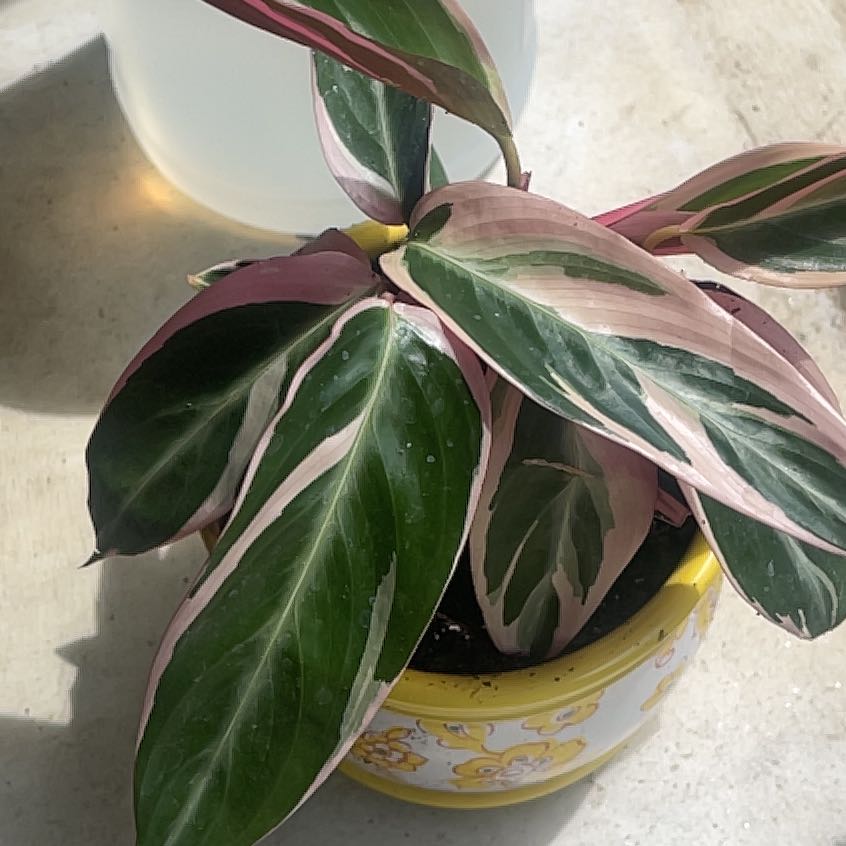 Stromanthe sanguinea 'Tricolor' plant in a decorative pot with variegated leaves.