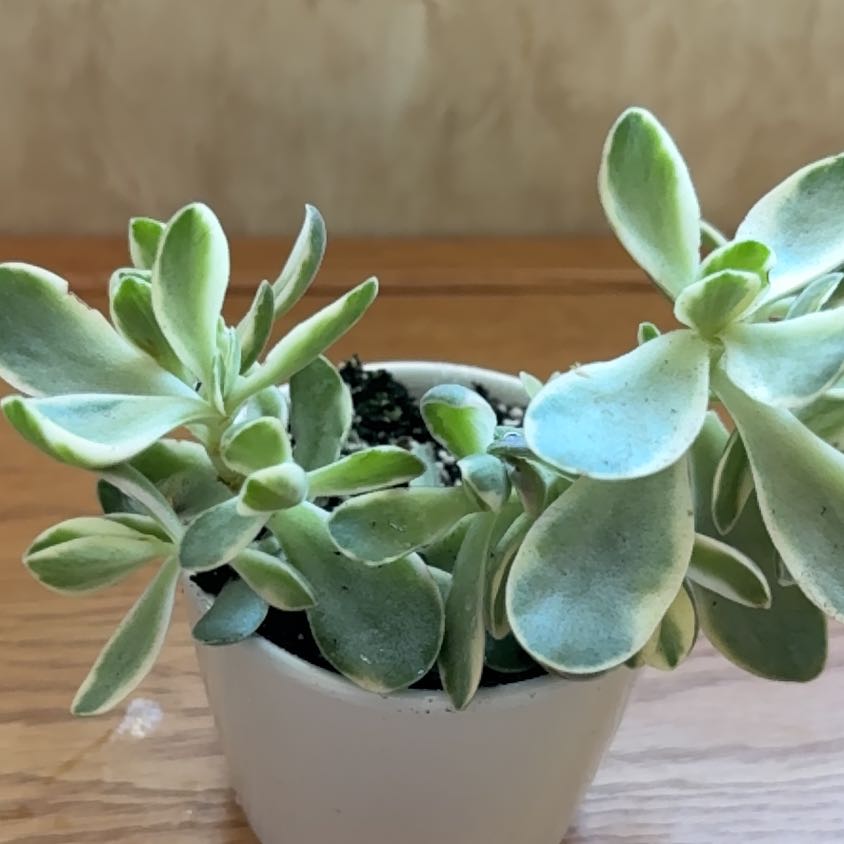 Photo of the plant species Aptenia cordifolia 'Variegata' by @WinTukauki81 named Lola on Greg, the plant care app