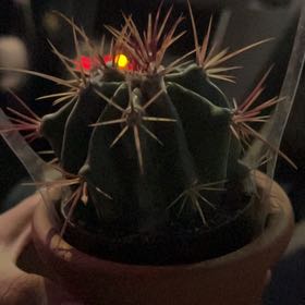 Photo of the plant species Fire Barrel Cactus by @StellarChervil named Phoenix on Greg, the plant care app
